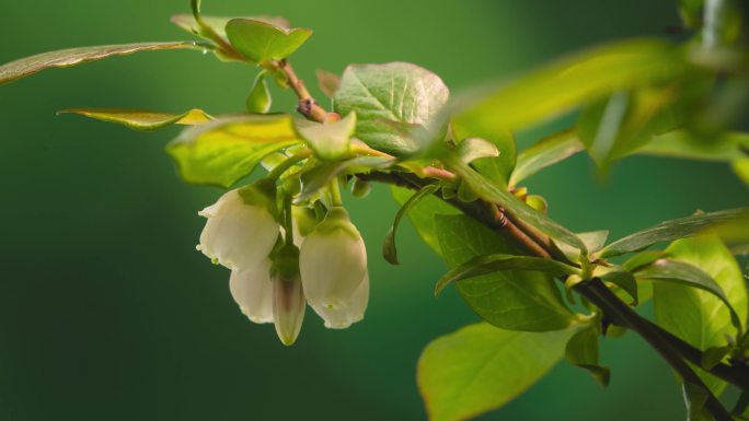 4K合集蓝莓生长开花延时摄影全过程60帧