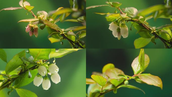 4K合集蓝莓生长开花延时摄影全过程60帧