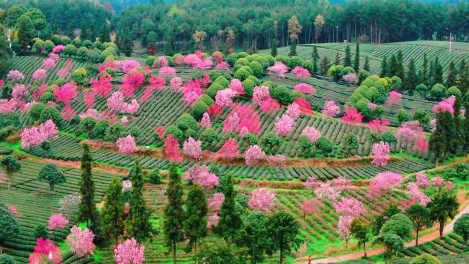茶林茶山樱花