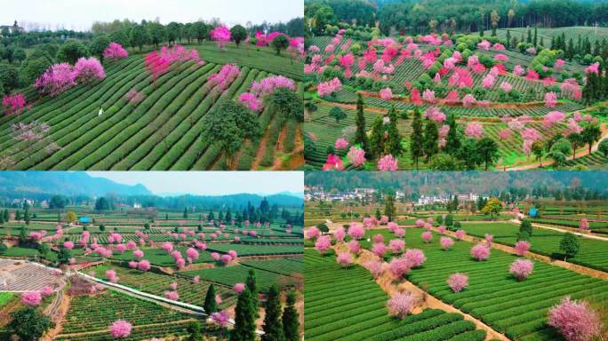 茶林茶山樱花
