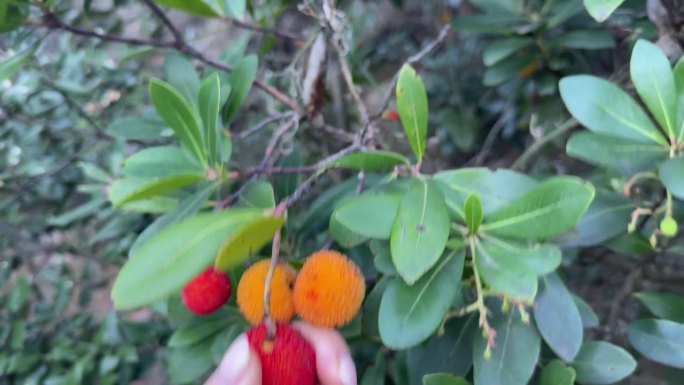 我轻轻地从草莓树（Arbutus unedo）上摘下一颗果实。
