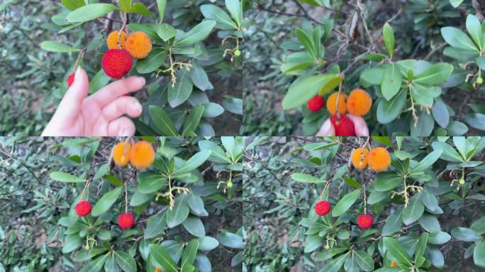 我轻轻地从草莓树（Arbutus unedo）上摘下一颗果实。