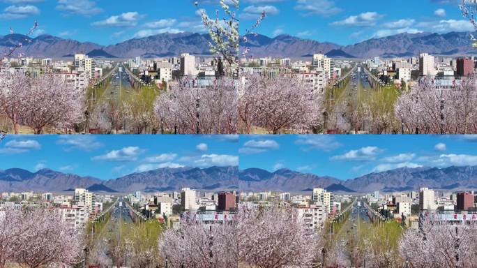 桃花盛开  阿拉善风光 城市风光1