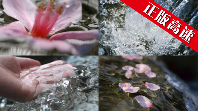 花水流白酒花朵空镜水源唯美诗意溪流山泉水