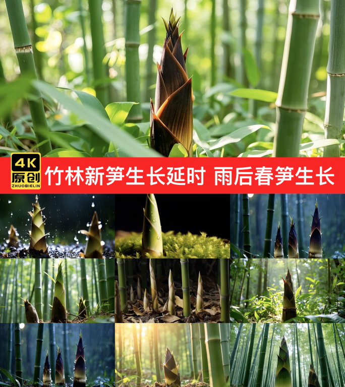 竹林新笋生长延时 雨后春笋生长