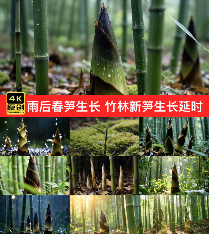雨后春笋生长 竹林新笋生长延时