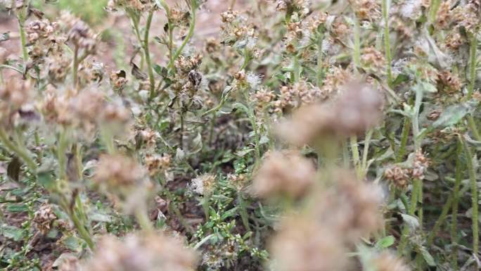 路边的野花匙叶合冠草匙叶合冠鼠麴草草药