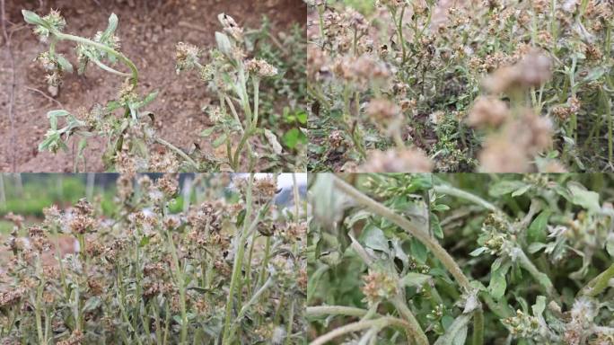 路边的野花匙叶合冠草匙叶合冠鼠麴草草药