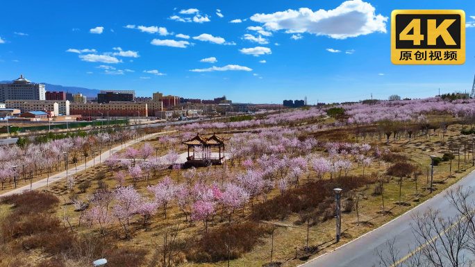 桃花盛开  阿拉善风光 城市风光3