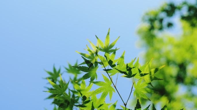 初夏嫩叶与蓝天