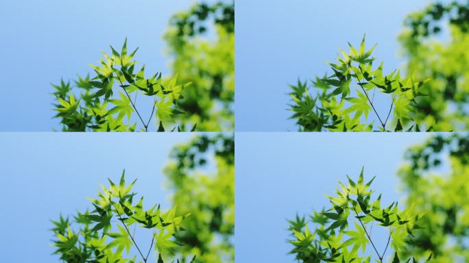 初夏嫩叶与蓝天