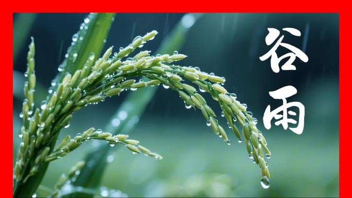 谷雨节气谷雨视频谷雨素材谷雨时节稻穗麦穗