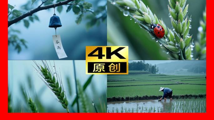 谷雨节气谷雨视频谷雨素材谷雨时节稻穗麦穗