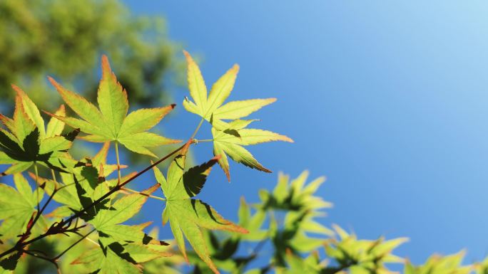 嫩叶与蓝天