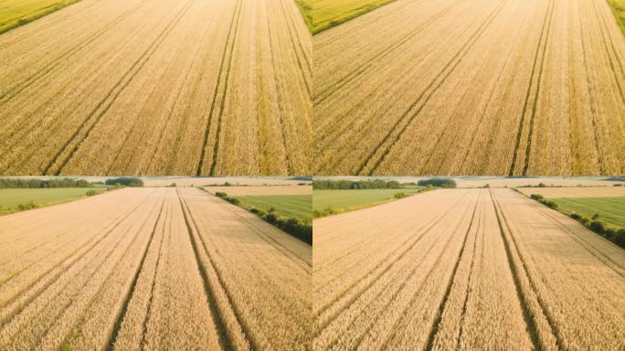 金色麦田的航拍视角