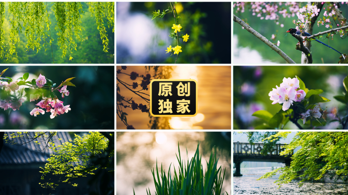 春春天花朵生机勃勃春暖花开唯美大自然风光