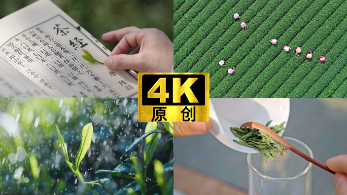 茶园茶山茶叶茶场春茶采茶绿茶龙井茶明前茶