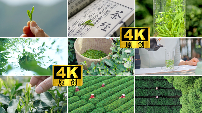 茶园茶山茶叶茶场春茶采茶绿茶龙井茶明前茶