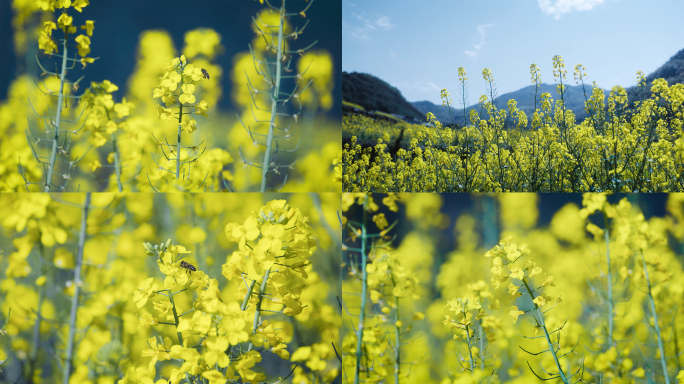 【4K】金灿灿的油菜花盛开