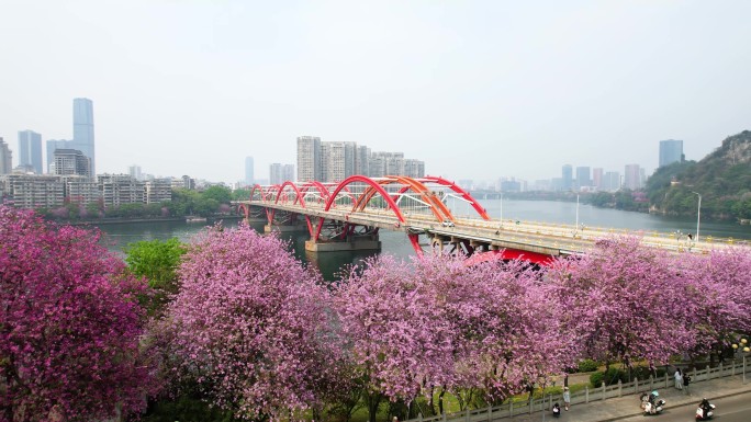 柳州紫荆花 航拍柳州