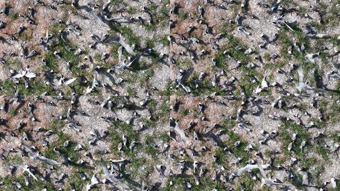 海岛上的中华凤头燕鸥繁殖地连江四姆屿鸟岛