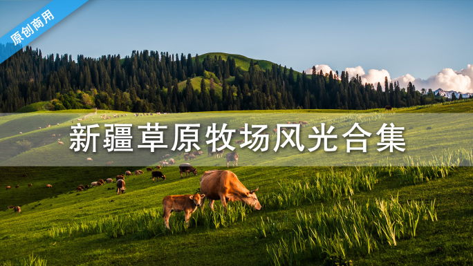 新疆草原牧场放牧牛羊成群风光合集