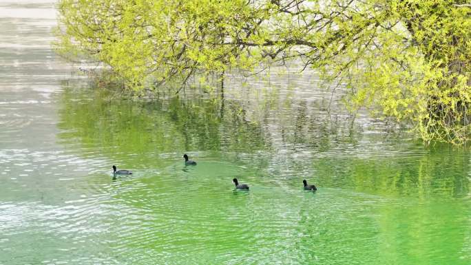 【4K】白骨顶鸡 临夏刘家峡水库
