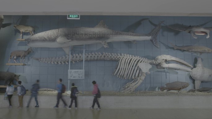 博物馆观众