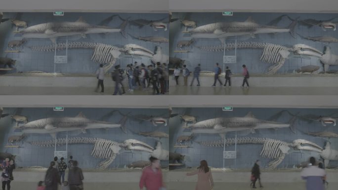 博物馆观众