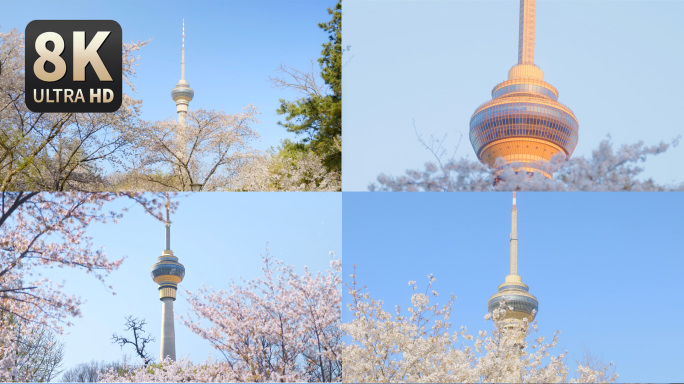 【8K】北京电视塔樱花
