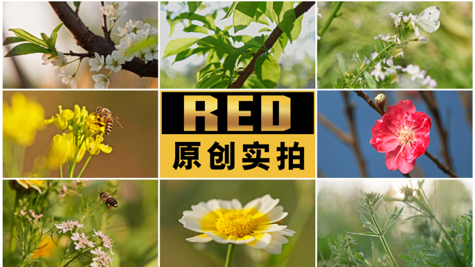 春天 春日枝头花果蝶舞 春日暖阳