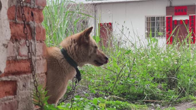 乡村看门家狗的悠闲生活砖墙旁的中华田园犬