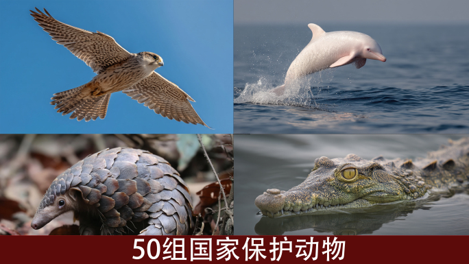 野生动物世界国家级保护动物