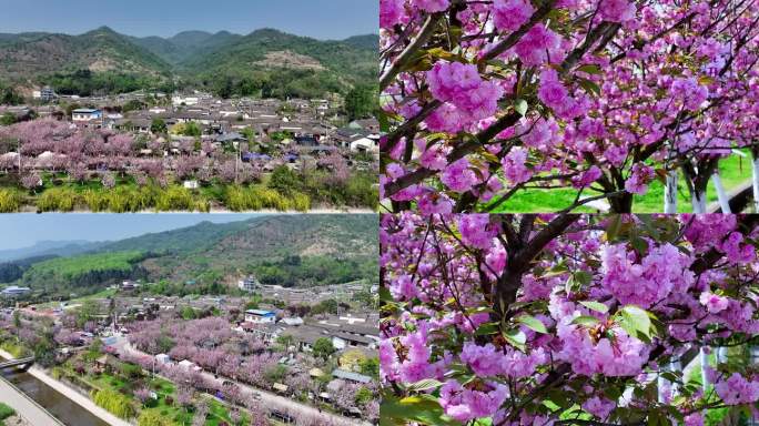乡村樱花盛开美景