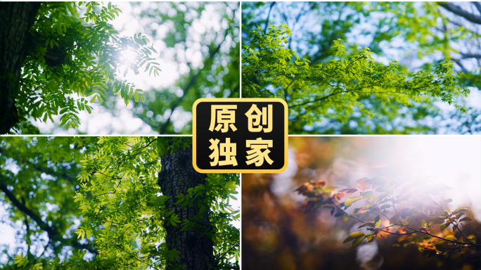 逆光树叶绿色树荫风吹树叶阳光树林春天夏天