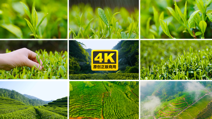 武夷山 岩茶 岩茶特写 采茶 茶山日出