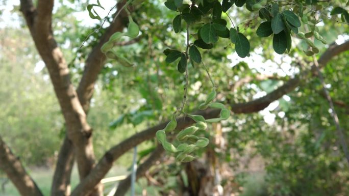 特写镜头：绿色的马尼拉酸豆（Pithecellobium dulce）果实在树上，背景为自然绿色。