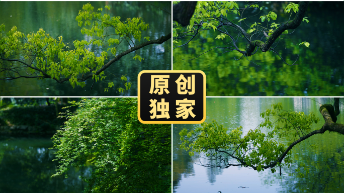 倒影春天绿树水中倒影绿色湖面水面树木倒影