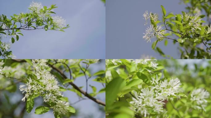 流苏树花开