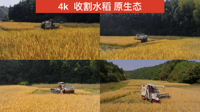 4K稻子收割 丰收季节  原生态大米