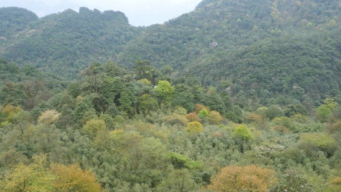 山间森林景观