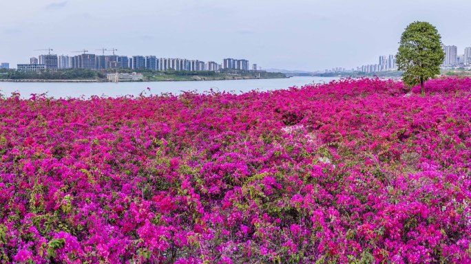 航拍广西南宁三角梅花田繁花似锦