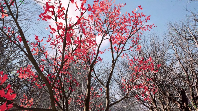 春天来了树木发芽春暖花开春分万物复苏