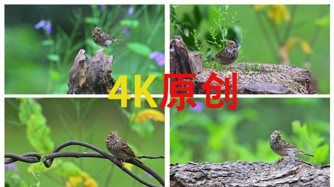 林间小鸟栖息觅食小鹀觅食