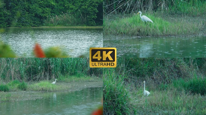 白鹭湿地觅食
