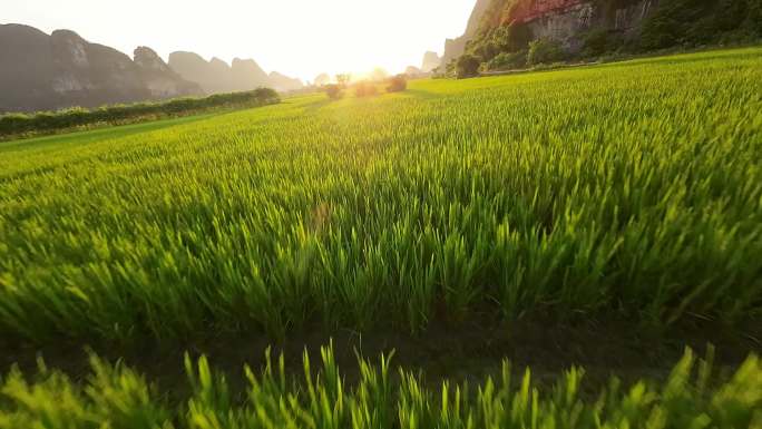 广西桂林稻田山水穿越机日落景色