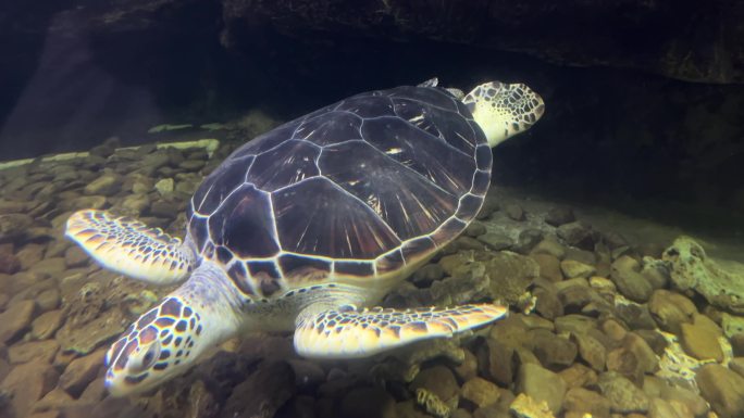 海龟水下畅游