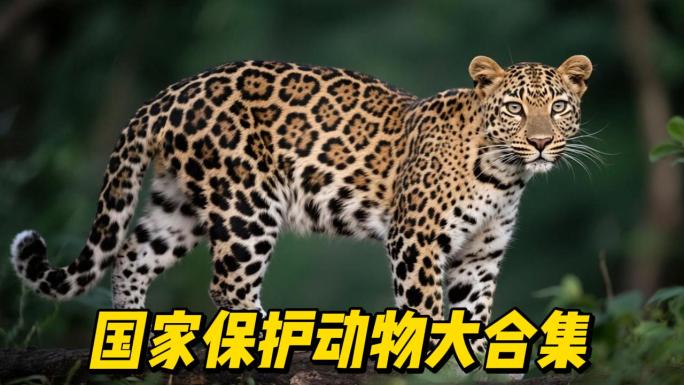 国家保护动物 野生动物 动物素材