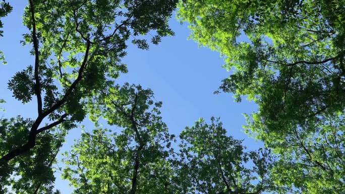 阳光穿透树叶