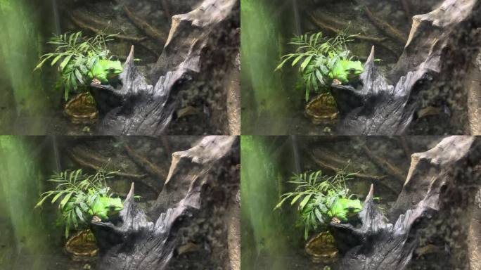 树蛙栖息于树桩